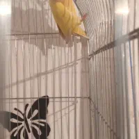 طوطی برزیلی ماده|پرنده|اهواز, کوی علوی|دیوار