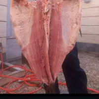 ماهی|ماهی|ایذه, |دیوار