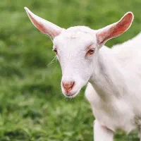 لبنیات  بز