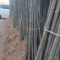 نهالستان گردو، بادام دیرگل و صنوبر پالیز|خدمات باغبانی و درختکاری|صوفیان, |دیوار