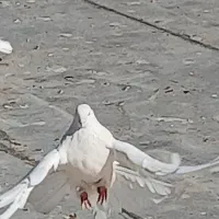 کبوتر یاکفتر طوقی سینه دمبی سفیدنوک ریز سرخ دم سفی