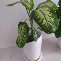 گل دیفن باخیا|گل و گیاه طبیعی|مشهد, فاطمیه|دیوار