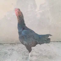 مرغ لاری دنگ بالا