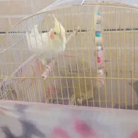 عروس هلندی جفت|پرنده|رومشکان, |دیوار