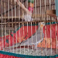 عروس هلندی|پرنده|رشت, فخب|دیوار