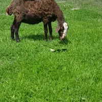 یک رس گوسفند