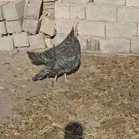 ۳عدد  خروس و ۲عدد بوقلمون ماده