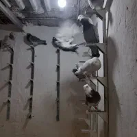 نر پروندنی|پرنده|یزدان شهر, |دیوار