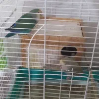 طوطی برزیلی