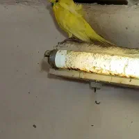 مرغ عشق پروانیی|پرنده|بندر ماهشهر, |دیوار