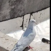 کبوتر سفید نر