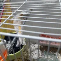 قناری فنچ کفتر  نروماده