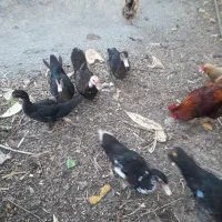 اردک اسرائیلی