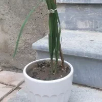 نخل خرما اپارتمانی