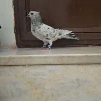 کفتر سرور|پرنده|قم, شهر قائم|دیوار