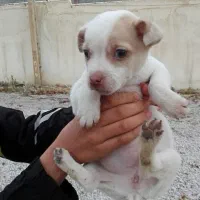 2تاتوله یکی نریکی ماده 2ماهه|سگ|کرمانشاه, |دیوار