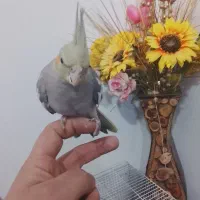 عروس هلندی 3ماه دستی