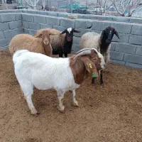 نربز‌ااصل‌بوئر‌