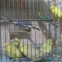 مرغ عشق انگلیسی a.b