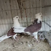 کبوترگنجبر