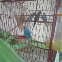 مرغ عشق|پرنده|رشت, سلیمانداراب|دیوار