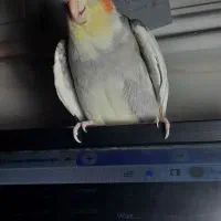 فراری|حیوانات|میناب, |دیوار