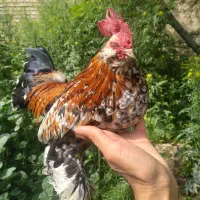 سلطان یوسل ابریشمی لاری برهما کوشین سبرایت