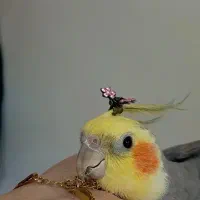 عروس هلندی|پرنده|آستارا, |دیوار