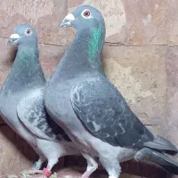 کبوتر مسافتی و جوجه موریس دلبر|پرنده|مشهد, آزادشهر|دیوار