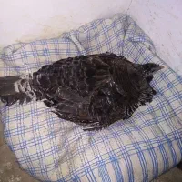 بوقلمون کرچ