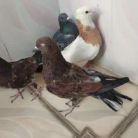 کبوتر ۴ عدد