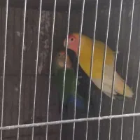 مرغ عشق طوطی برزیلی|پرنده|محمدشهر, ولدآباد بزرگ|دیوار