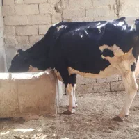 گاو