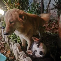 سگ گلدن نر و هاسکی ماده|سگ|ماسال, |دیوار