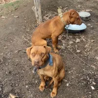 توله پیتبول ماده ۵ ماهه|سگ|تویسرکان, |دیوار