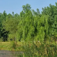 فرصت استثنایی برای زندگی در مجلل ترین ویلای منطقه|فروش خانه و ویلا|فردوسیه, |دیوار