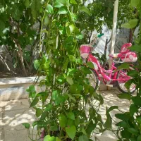 گل طبیعی|گل و گیاه طبیعی|گلبهار, شهر جدید گلبهار|دیوار