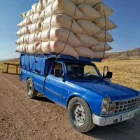 کاه دیم گندم