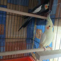 عروس هلندی مولد