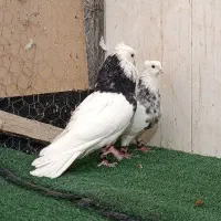 طوقی زرین و الماسی صربی|پرنده|شاهینشهر, عطار|دیوار