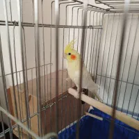 عروس هلندی نرو ماده|پرنده|برخوار, |دیوار