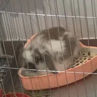 خرگوش لوپ نر با قفس|موش و خرگوش|ساری, |دیوار