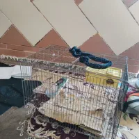 پرنده مرغ عشق