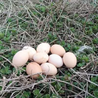 تخم اردک اسرائیلی نطفه دار۱۵تومان معاوزه‌باجوجه‌
