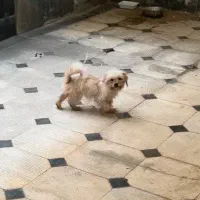 شیتزو مینیاطوری