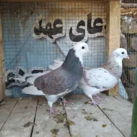 کبوتر پرشی شازده|پرنده|جرقویه, |دیوار