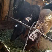 بره|حیوانات مزرعه|گرمسار, |دیوار