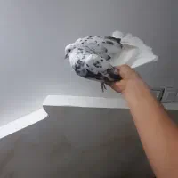 کفتر پرشی کمیاب|پرنده|نسیمشهر, |دیوار