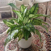 گیاه شفلر|گل و گیاه طبیعی|گلبهار, شهر جدید گلبهار|دیوار