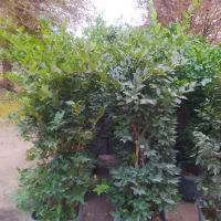 یاس هلندی و پالم